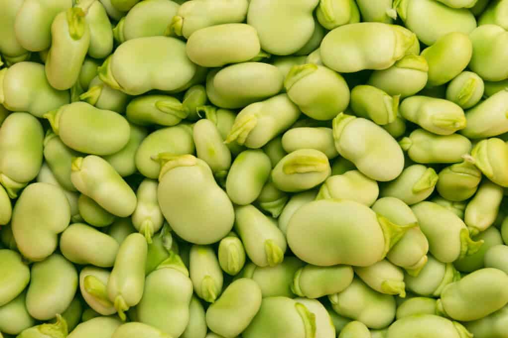 Construction of €16M Pea and Fava Facility is Completed in Latvia to Supply Northern European Market – vegconomist