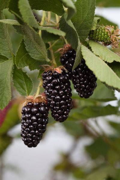 US scientists are working to automate blackberry harvesting