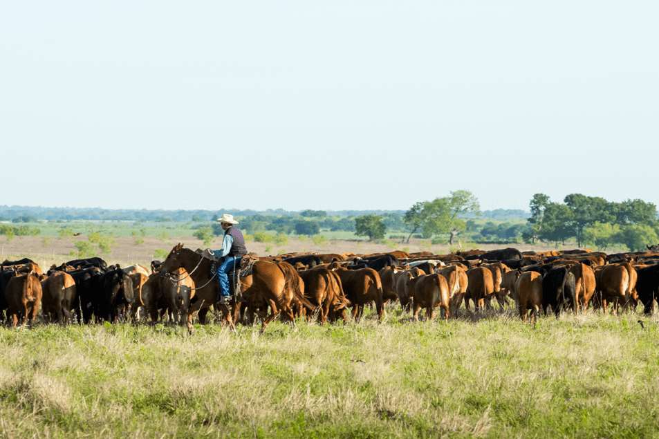 Sysco, CAB partner in animal welfare training, certification