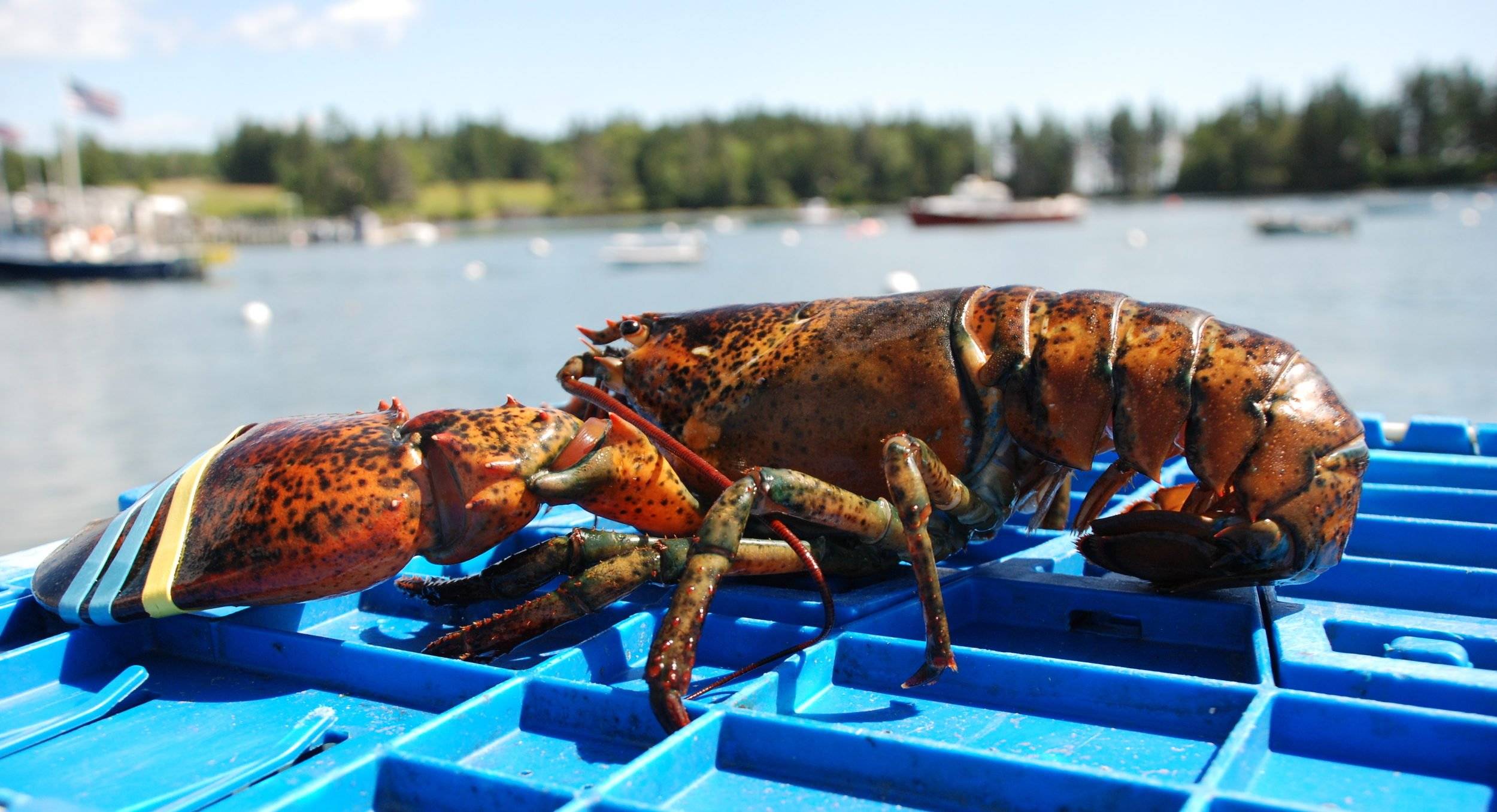 Frozen North American lobster market catches ‘fire’; prices expected to keep climbing