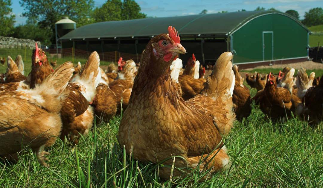 Sainsbury’s launches’ development group’ for egg farmers in its supply chain