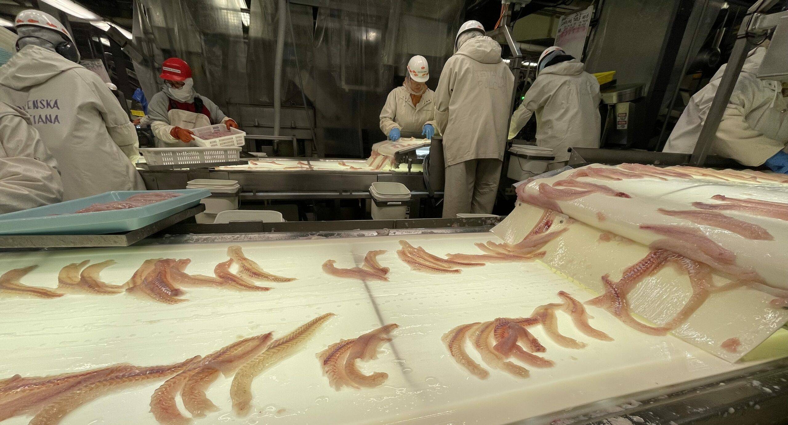 EU pollock buyers, US suppliers at loggerheads over PBO fillet prices, Russian sanction calls