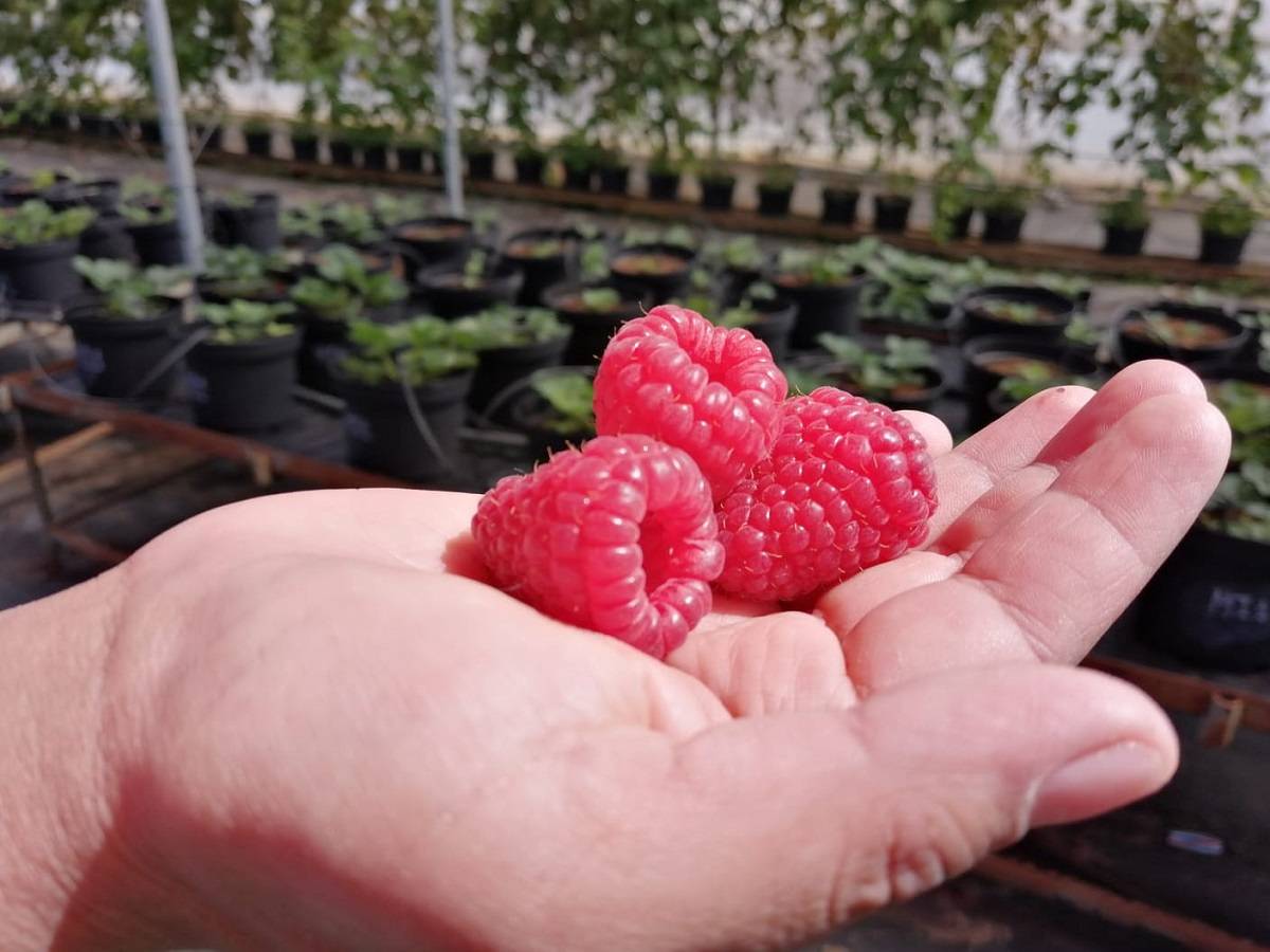 Naturipe Farms celebrates peak raspberry harvest