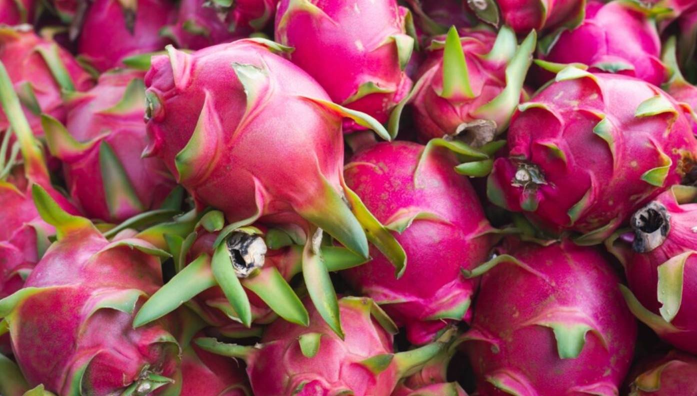 Peruvian pitahaya exports reach $1M