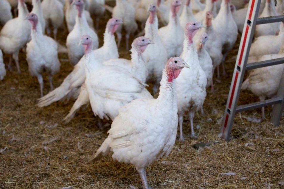 HPAI discovered in flock of turkeys supplying Hormel