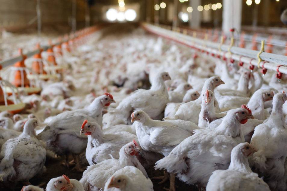 USDA poultry, egg outlook projects steady growth through 2033