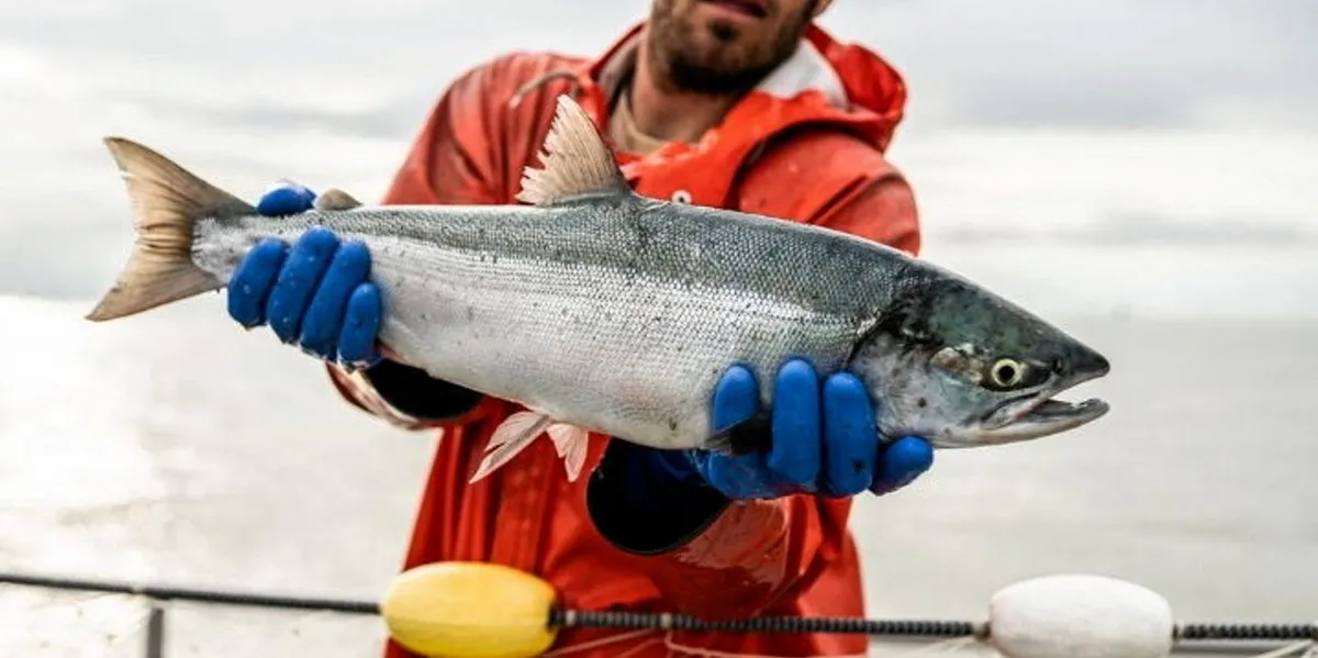 Preliminary 2025 Bristol Bay salmon forecast released