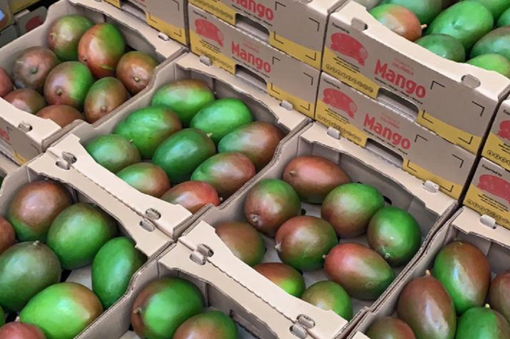 Higher mango export volumes expected first week of September