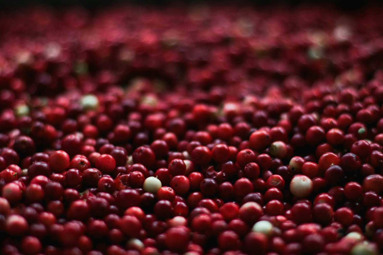 New Jersey cranberry production stays strong