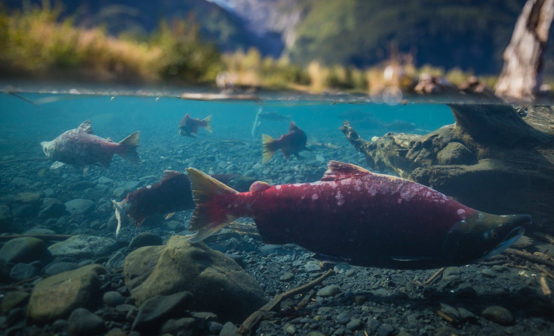 US Pacific Northwest sees huge Columbia River sockeye salmon return