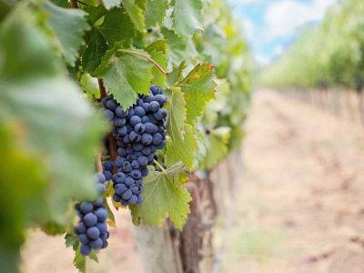 USDA expands insurance for California grapevines