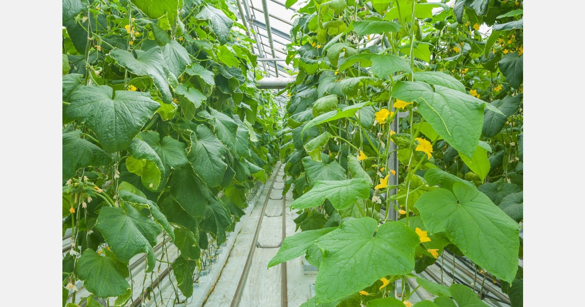 How AI is helping green leaf quality assessment