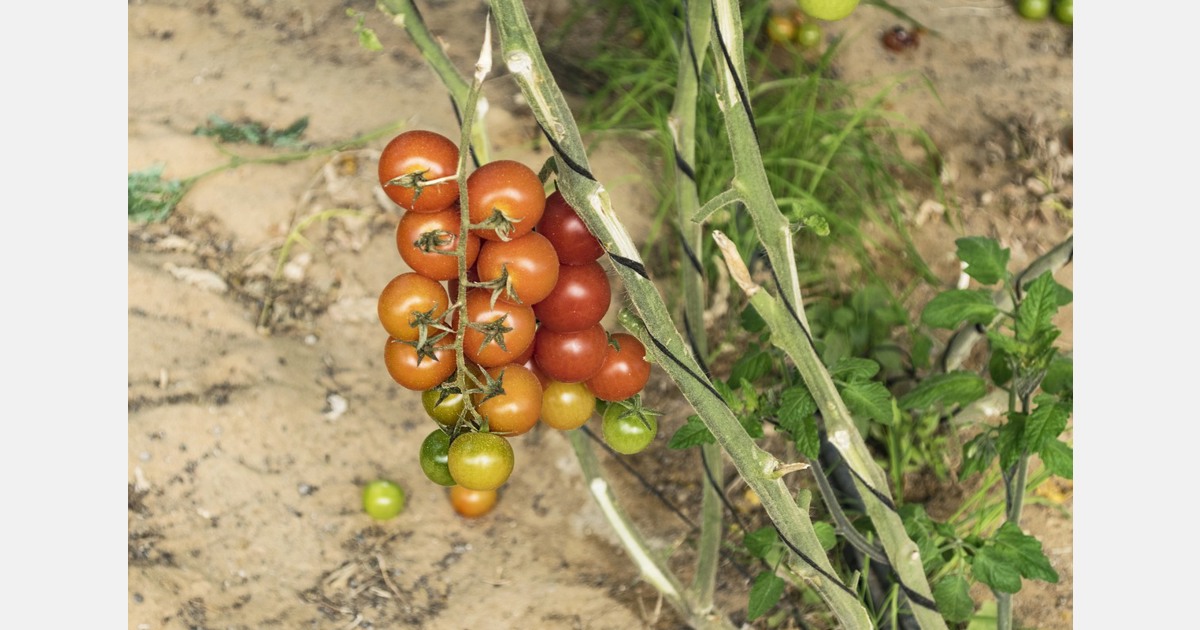 How a passion for farming led to success