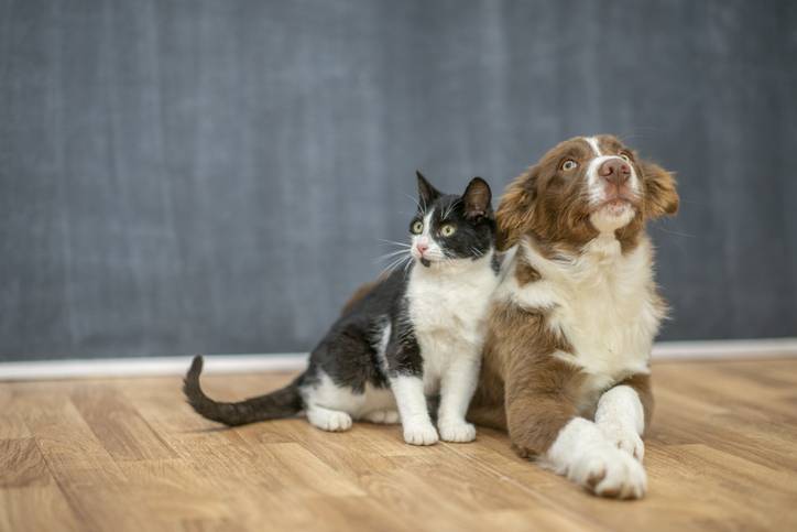 Updated nutritional guidelines for cats and dogs