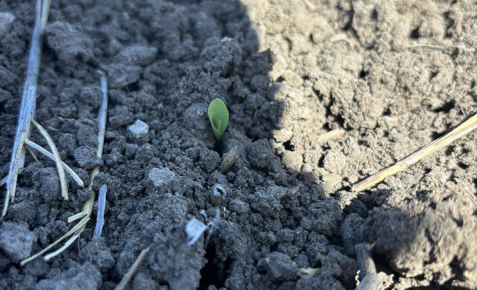 Ideal conditions prompt early start to sorghum plant