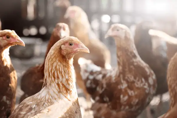 Scientists discover why chicken farms are a breeding ground for antibiotic resistant bacteria