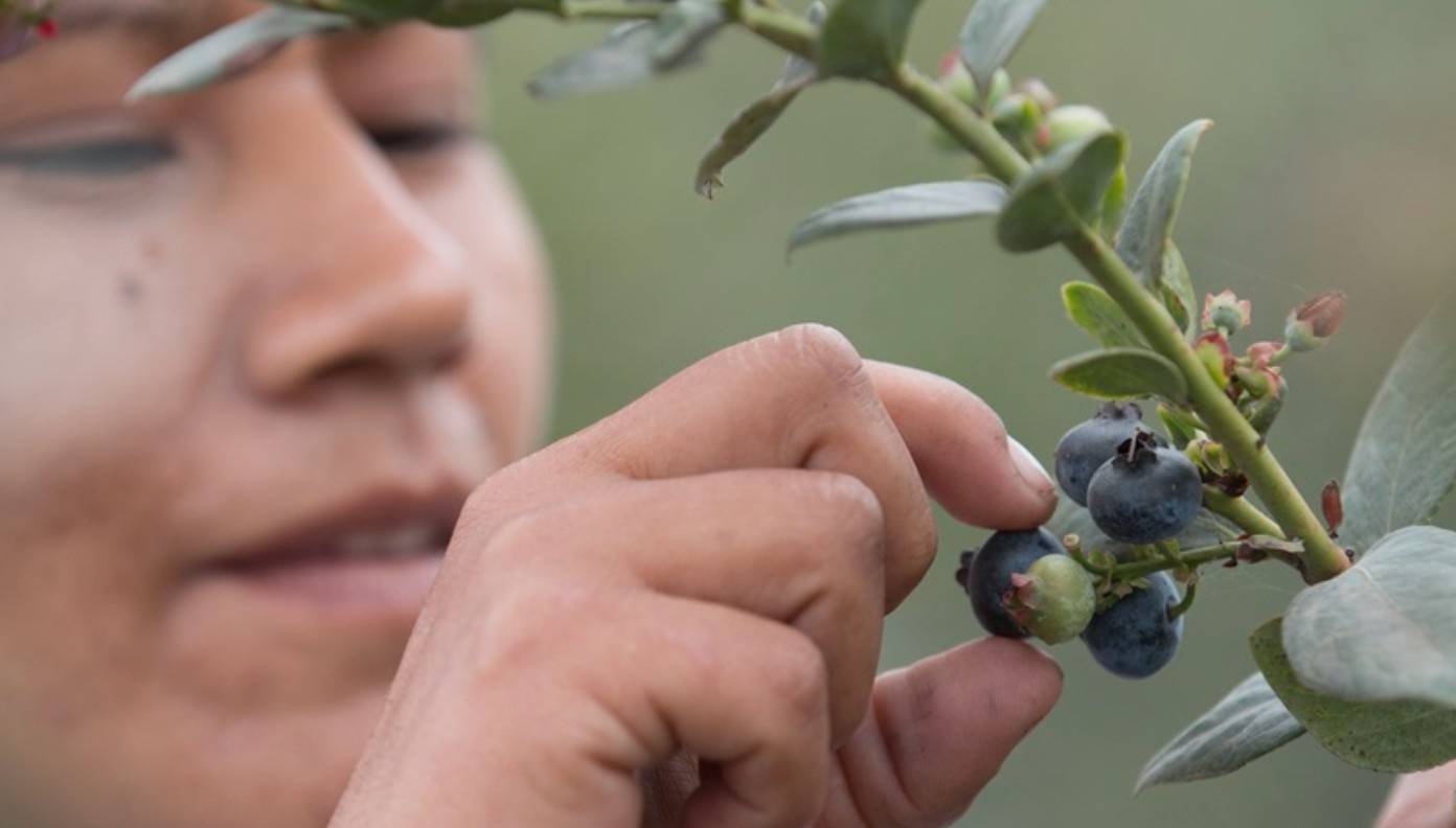 Camposol anticipates early volumes for the 2024-25 blueberry season