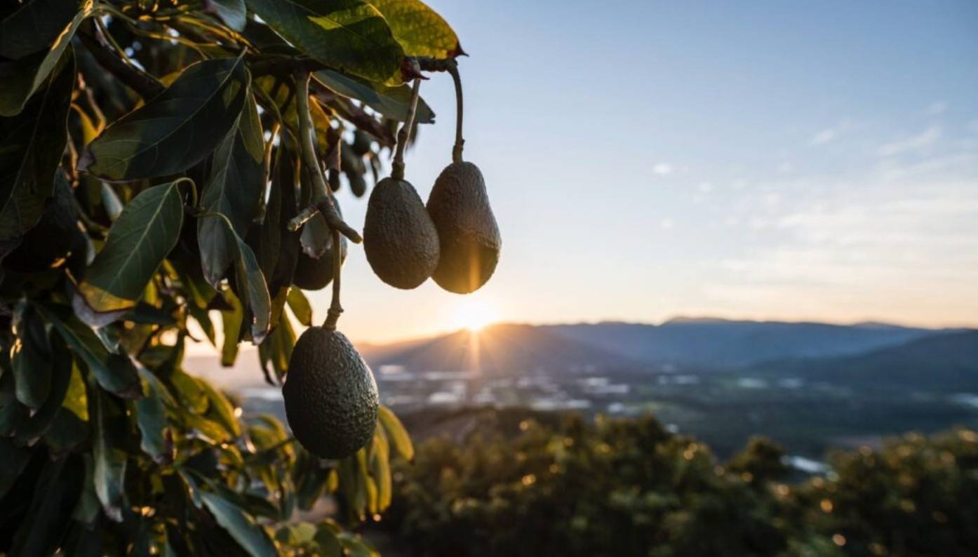 More Chilean Hass avocado available this season