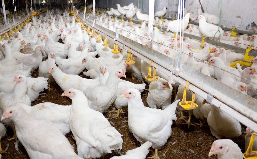 Brazil chicken prices rise in August – Cepea