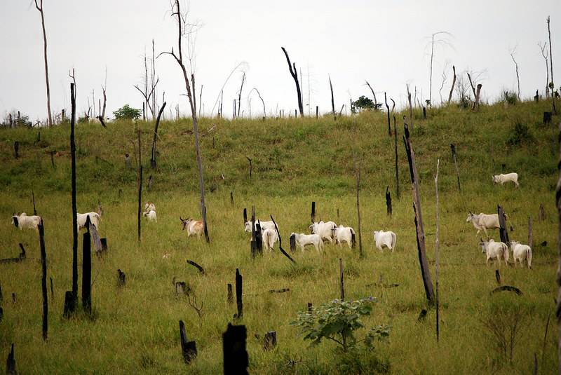 Wildfire destroys 20% of Brasilia forest