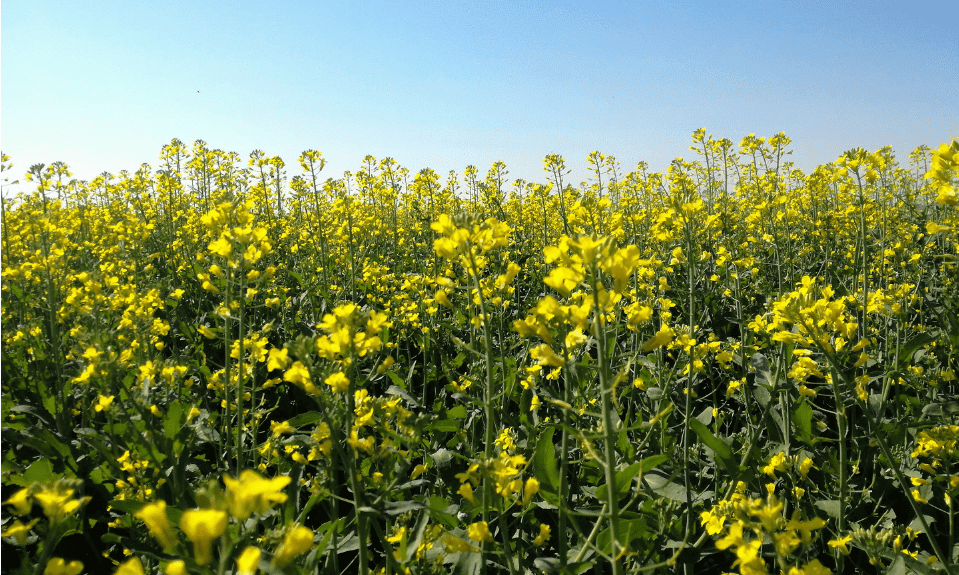 Grains Australia invites applications for Oilseed Council