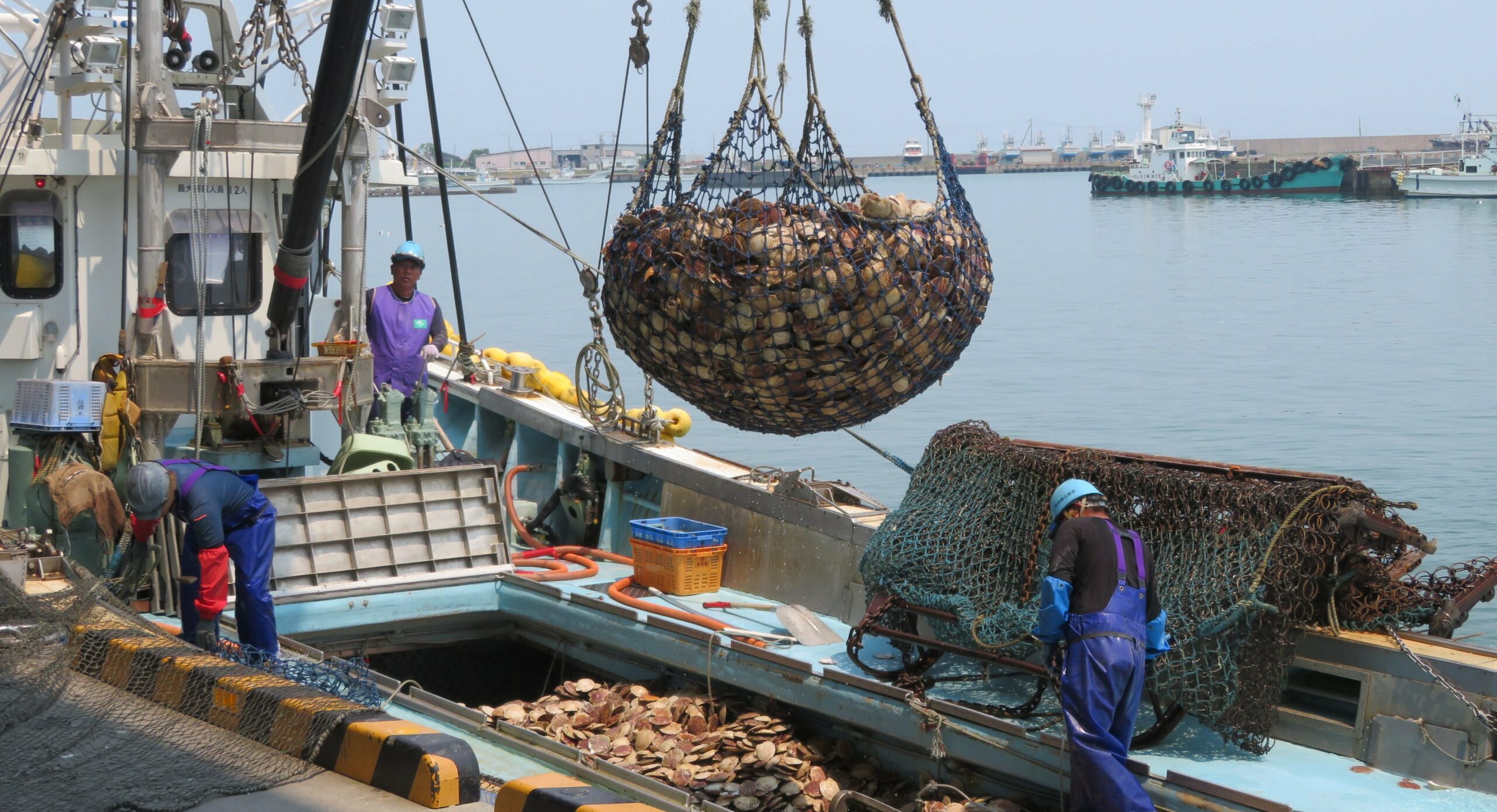 Japanese scallop exports continued strong momentum with 2% increase