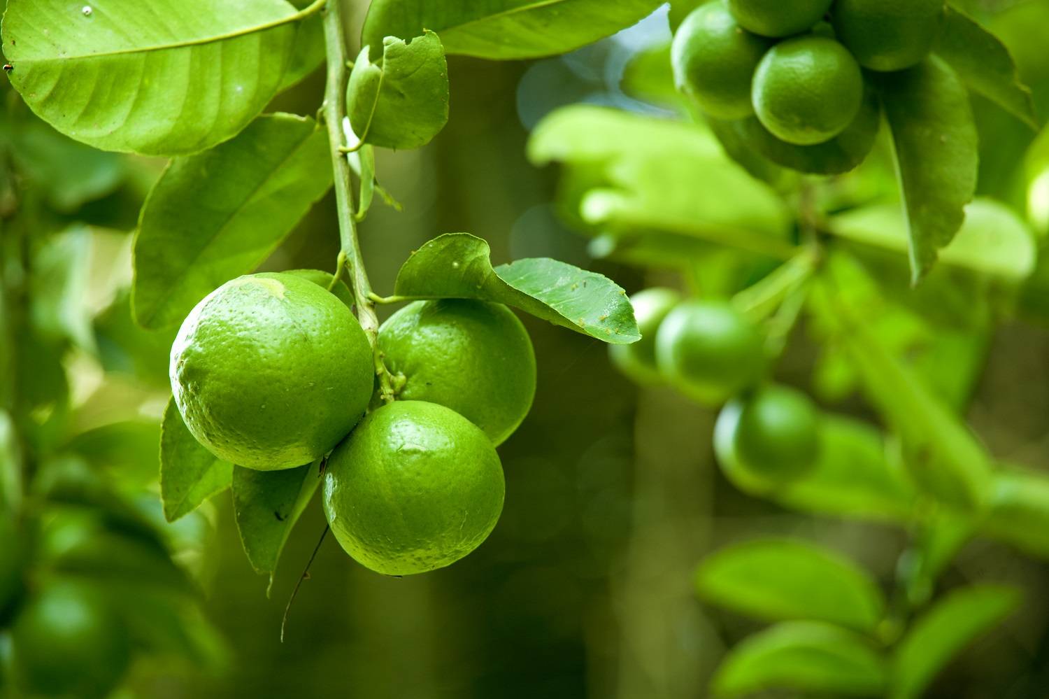 Mexican lime prices set to rise amid ongoing issues