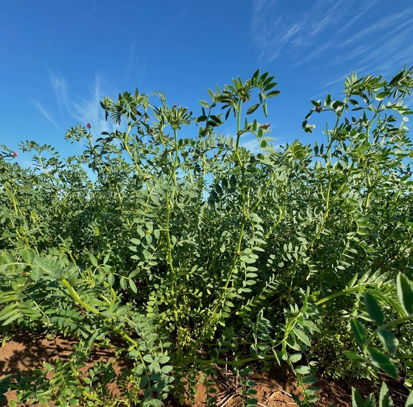 Qld squeeze seen pushing some chickpeas on to NSW rail