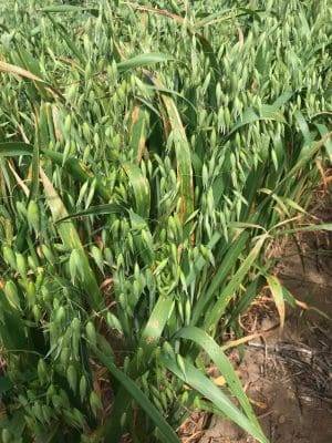 GRDC research consortium to tackle septoria in oats