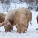 Some of Russian pig farmers’ worst nightmares are coming true