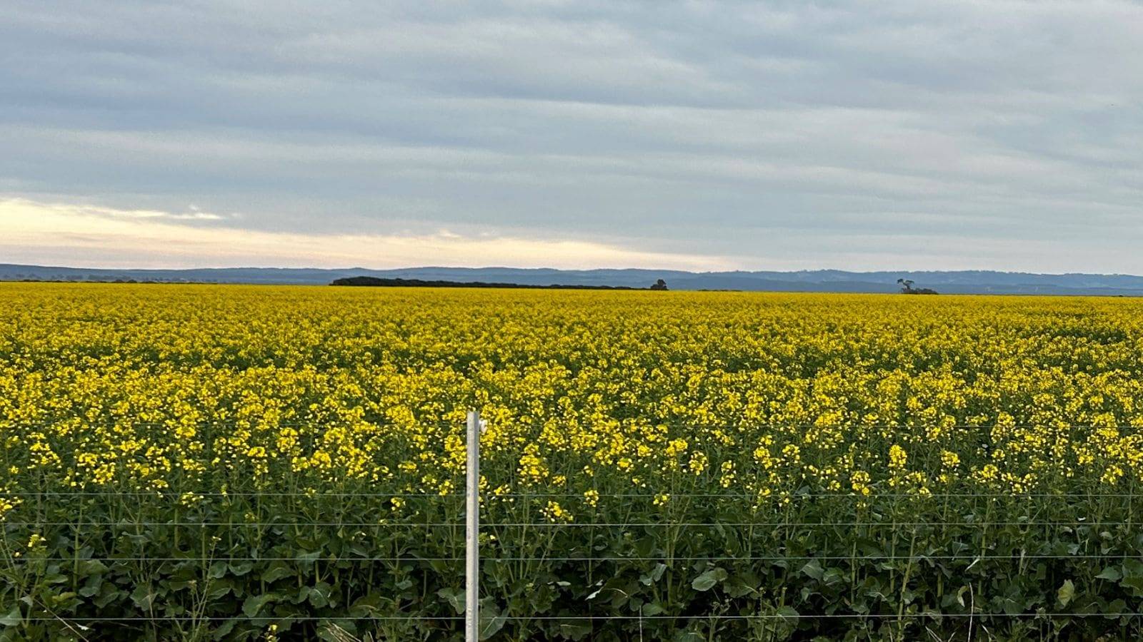 Australia’s July canola exports drop 13pc over month