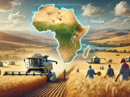 A depiction of Ethiopia's wheat industry with golden fields, harvesting equipment, farmers, and a map overlay highlighting Ethiopia’s role in Africa.