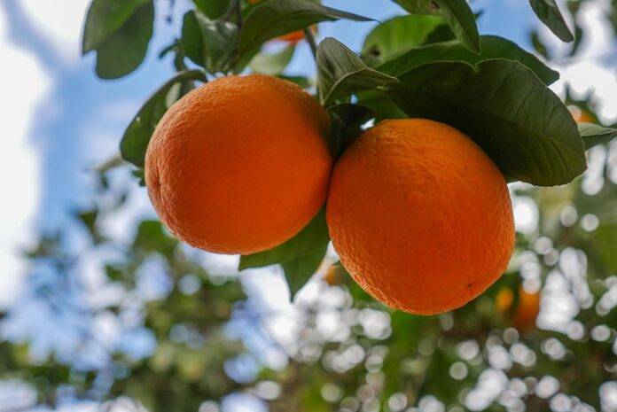 Analyzing Orange Consumption Patterns in Emerging Economies