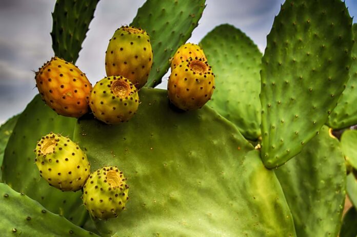 Analyzing Pear Consumption Patterns in Emerging Economies
