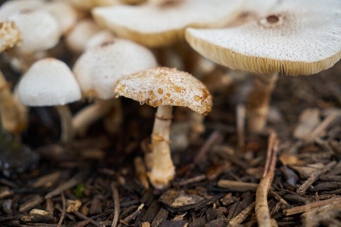 Best Mushroom Farming Techniques & the Companies Advancing Them