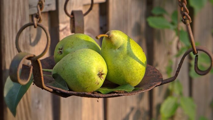 Best Pear Farming Techniques for Higher Yields & Profitability