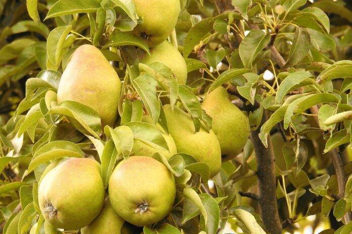 Best Pear Farming Techniques & the Companies Advancing Them