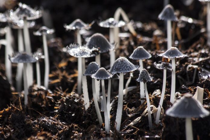 Fastest-Growing Mushroom-Based Product Categories & Market Players