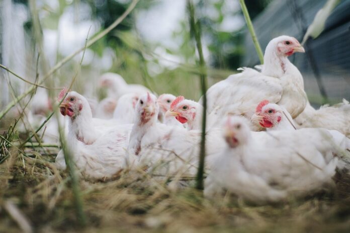 Global Poultry Brands Report 2025: Market Trends & Forecasts