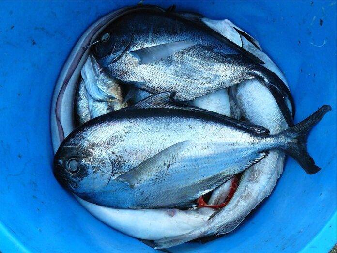 Global Seafood Industry Investment Trends & Market Projections