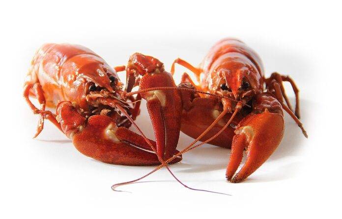 Global Seafood Price Forecast 2025: Factors Affecting Pricing