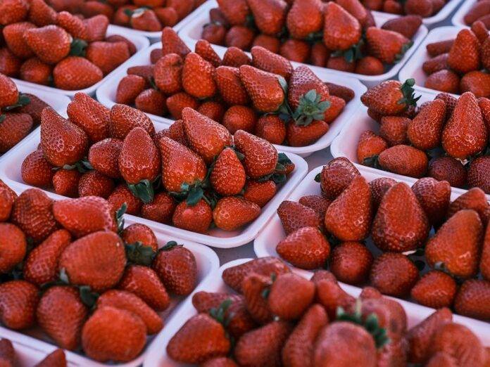 Global Strawberry Industry Report 2025: Market Trends & Forecasts