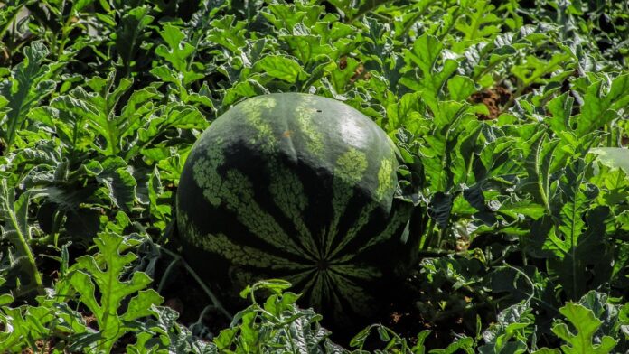 Global Watermelon Industry Report 2025: Market Trends & Forecasts