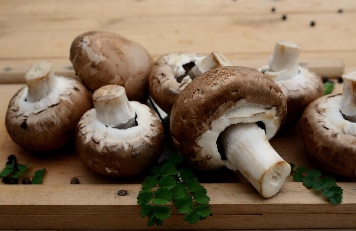 How Leading Companies Are Adapting to Changing Mushroom Market Trends