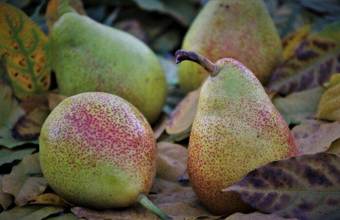How to Start a Pear Export Business: A Step-by-Step Guide