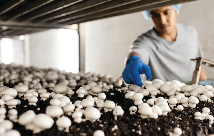 Indoor mushroom farming at scale