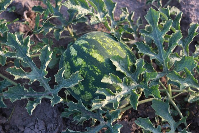 The Environmental Footprint of Watermelon Farming & Companies Pioneering Solutions