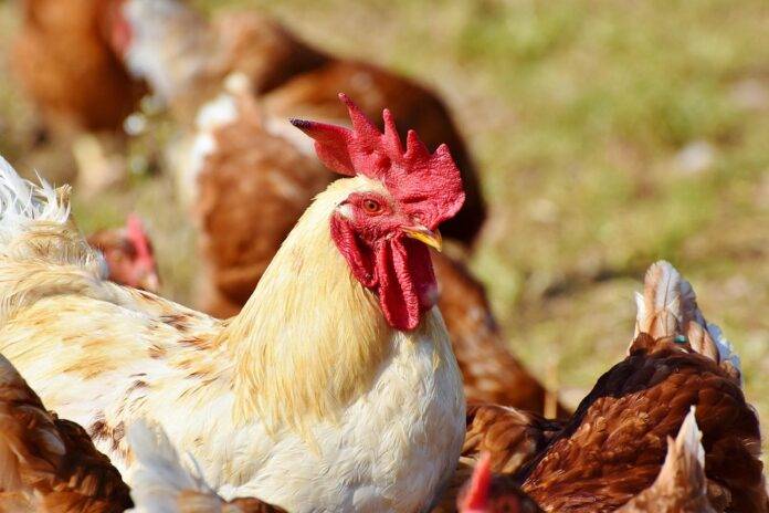 The Future of Global Poultry Branding: Opportunities & Challenges