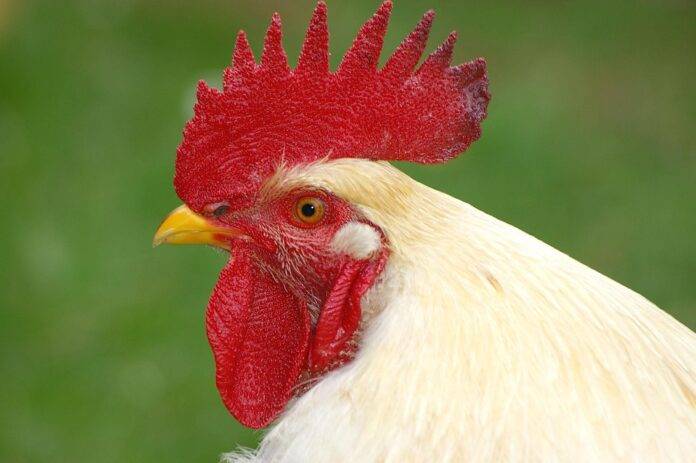 The Future of the Global Poultry Industry: Challenges & Opportunities
