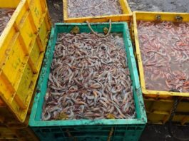 The Future of the Global Prawns Industry: Challenges & Opportunities